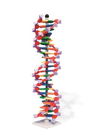 DNA dubbelhelix model