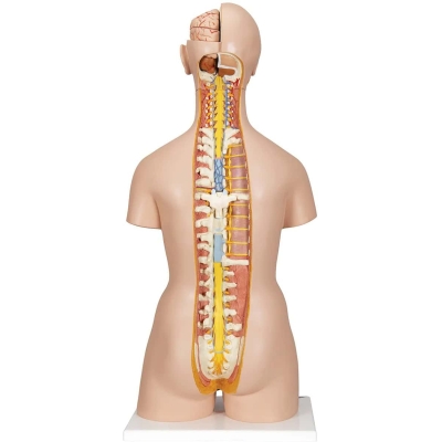 1000200 torso achterkant