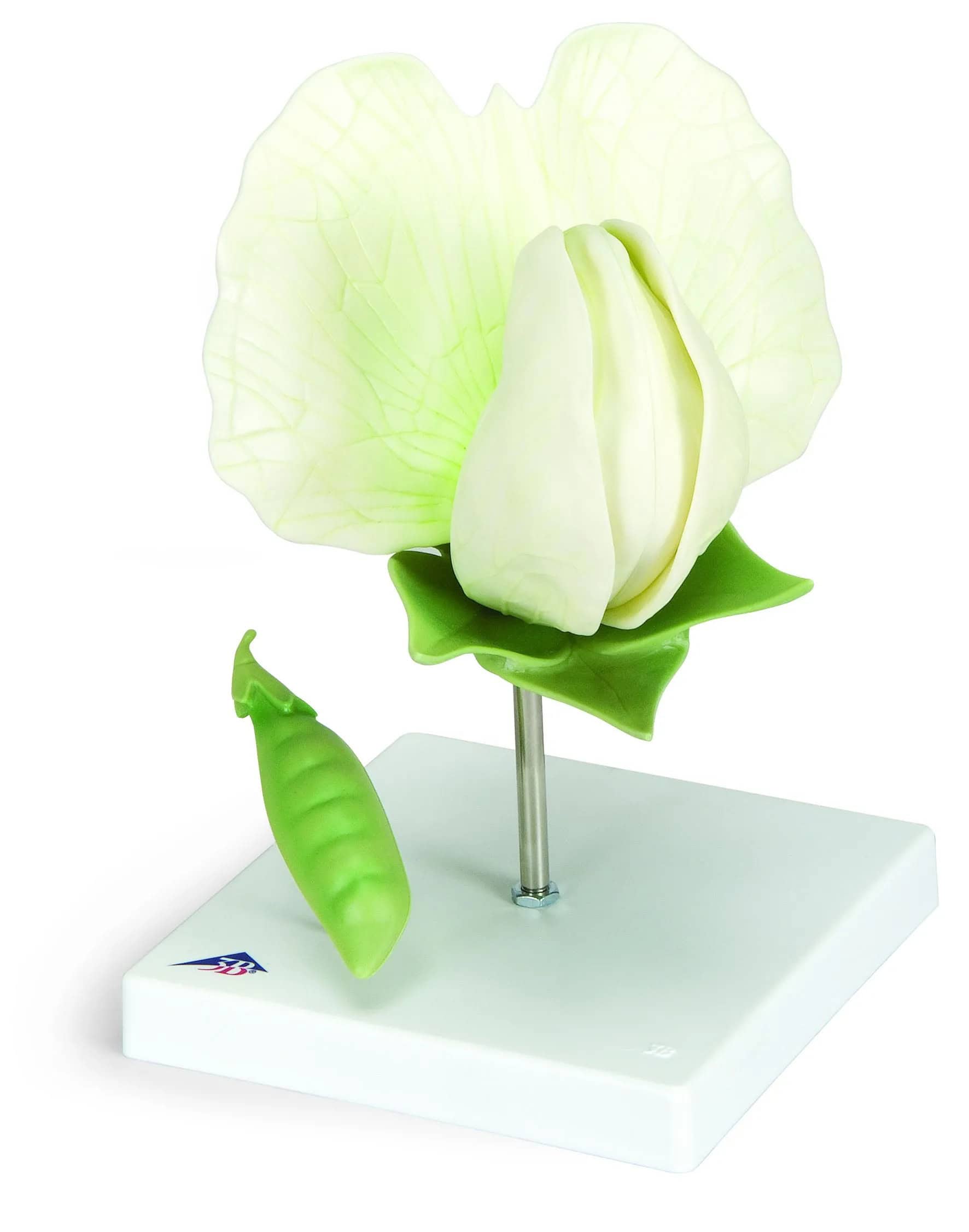 1000535 Boon Bloesem