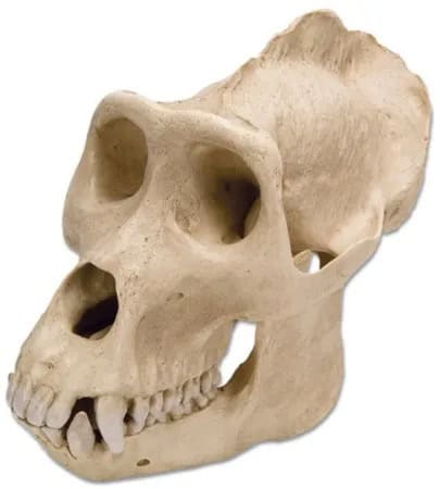 1001301 Schedel
